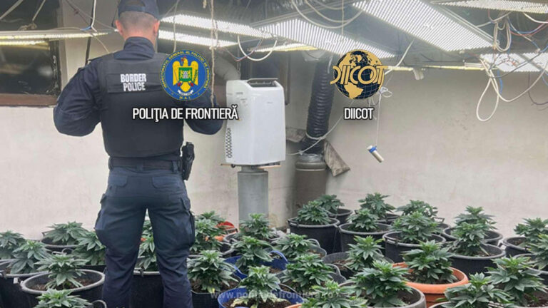 Culturi de canabis descoperite în Ilfov. Un bărbat a fost reținut Culturi de canabis descoperite în Ilfov