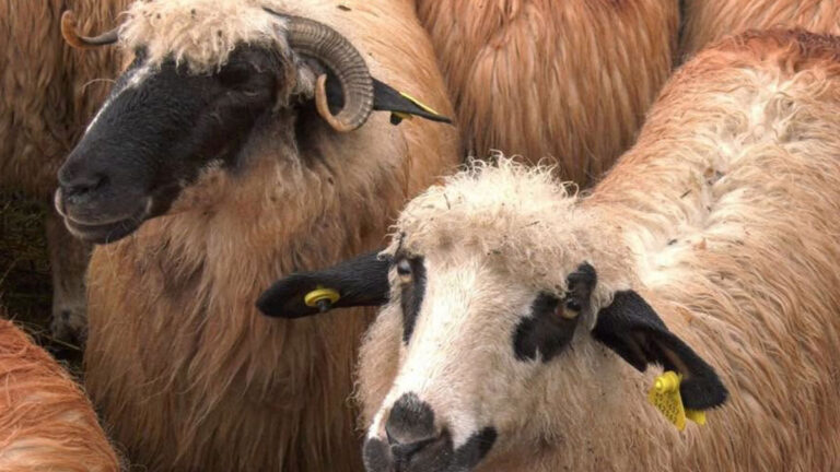 exporturile de ovine din Romania sacrificate de Bruxelles